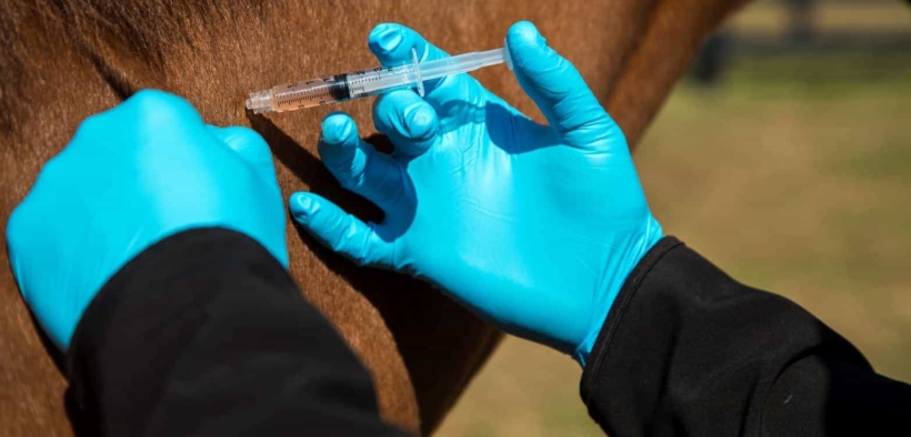 FISE informa: in Italia sono 4 i casi positivi all'EHV-1 1