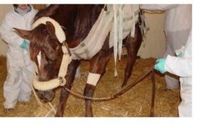 Il cavaliere svedese Carl-Walter Fox chiede aiuto da Valencia: "torneremo con i van vuoti"