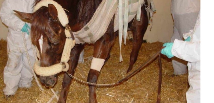 Il cavaliere svedese Carl-Walter Fox chiede aiuto da Valencia: "torneremo con i van vuoti"