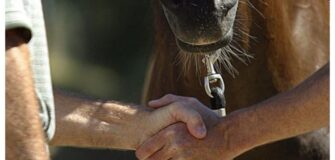 Il ruolo dell’istruttore nella compravendita dei cavalli 1