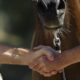 Il ruolo dell’istruttore nella compravendita dei cavalli 1