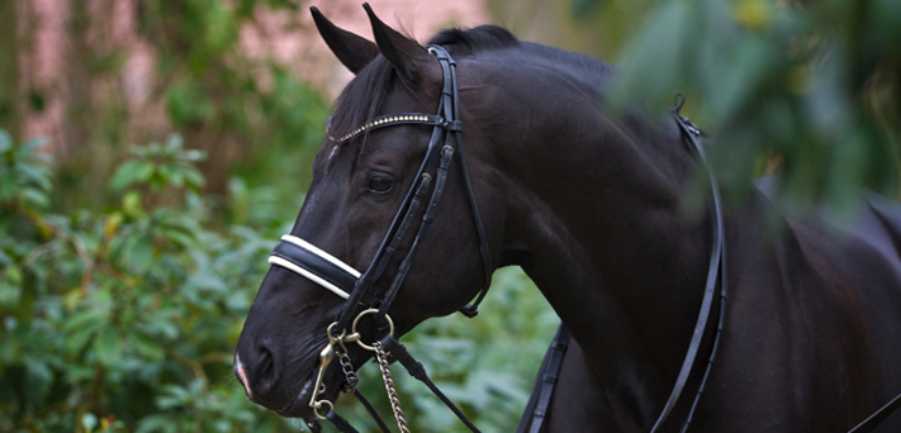 Il Tribunale dà ragione a Paul Schockemöhle sulla vendita del seme di Totilas