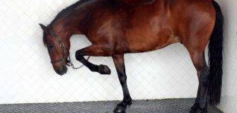 La fabbrica del ricordo: come funziona la memoria nei cavalli?