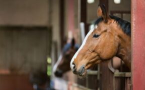 La FEI avvisa veterinari e Federazioni: "stiamo vivendo l'epidemia di EHV-1 più grave in Europa da decenni"