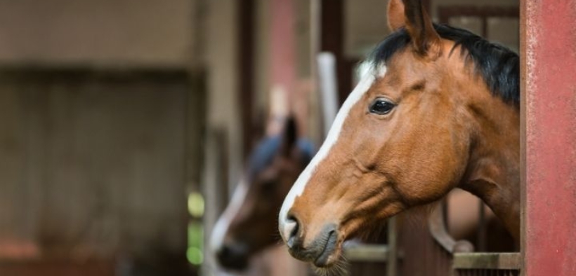 La FEI avvisa veterinari e Federazioni: "stiamo vivendo l'epidemia di EHV-1 più grave in Europa da decenni"