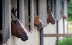 Segnalato focolaio di EHV-1 in una scuderia di dressage austriaca