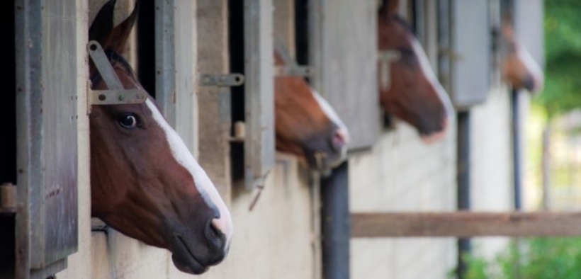 Segnalato focolaio di EHV-1 in una scuderia di dressage austriaca