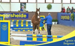 Show di approvazione stalloni SBS e Zangersheide cancellati, con risvolti diversi