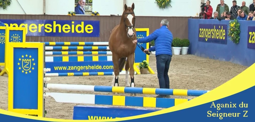 Show di approvazione stalloni SBS e Zangersheide cancellati, con risvolti diversi