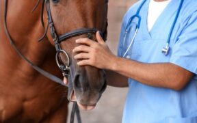 Sunshine Tour, è ufficiale: c'è un cavallo con sintomi neurologici