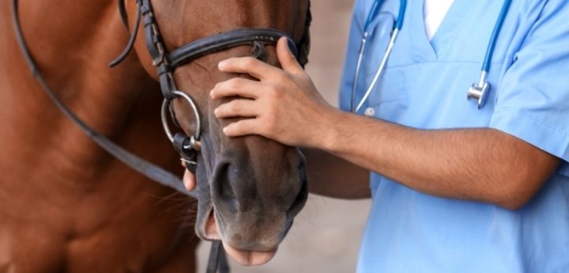 Sunshine Tour, è ufficiale: c'è un cavallo con sintomi neurologici