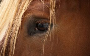 Virus EHV-1 da Valencia anche in Svezia