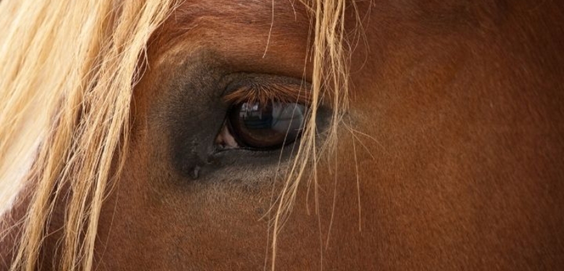 Virus EHV-1 da Valencia anche in Svezia