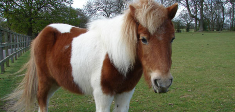 Addio a "Zio George", il mitico pony di oltre 40 anni