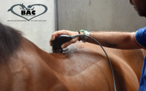 BAC Technology Official Supplier della FISE anche per il 2021