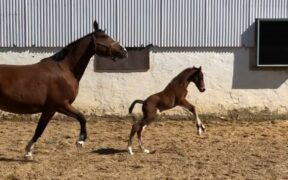 Benvenuto Especial For Fun! 1