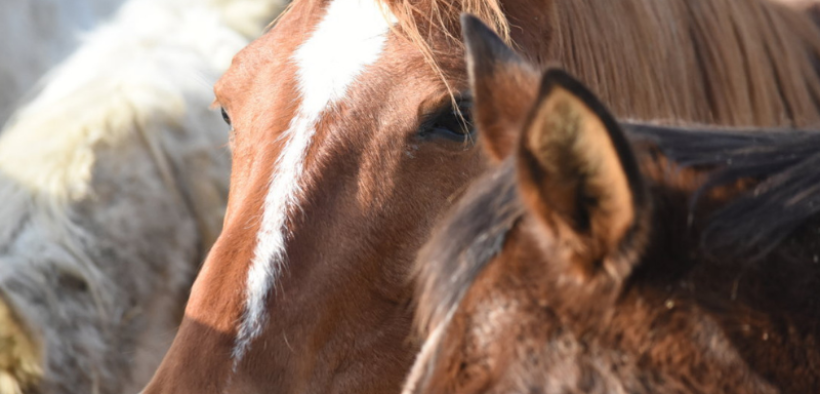 Cinque minuti per il benessere del cavallo