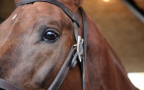Comunicato federale: caso di colica testato per EHV-1 a Busto Arsizio