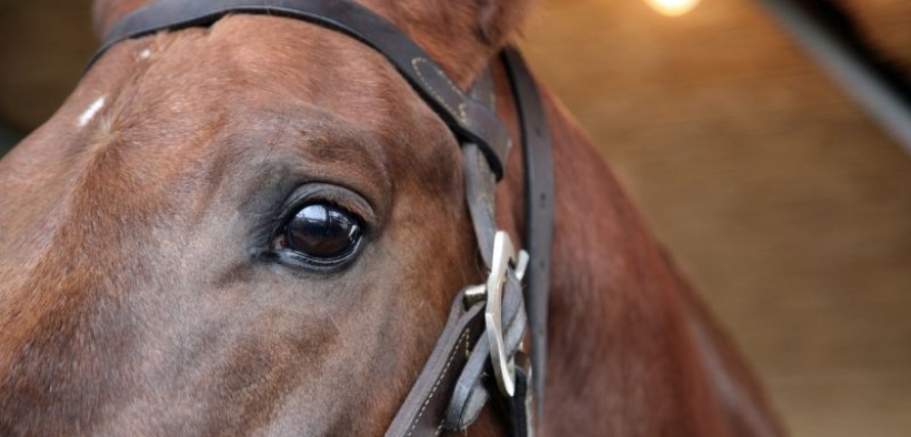 Comunicato federale: caso di colica testato per EHV-1 a Busto Arsizio