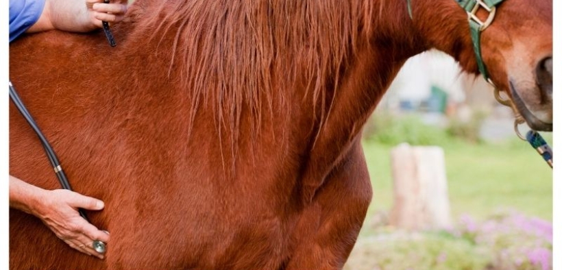 Condannato per concussione un ex veterinario dirigente dell'ATS di Pavia