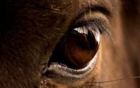 EHV-1, decesso di None (TO): FISE Piemonte divulga le informazioni