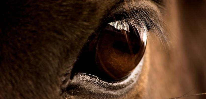 EHV-1, decesso di None (TO): FISE Piemonte divulga le informazioni