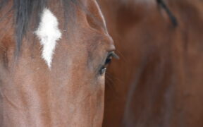 EHV-1: il Sunshine Tour risponde alle accuse di mala gestione presentate dalla svedese Annika Axelsson