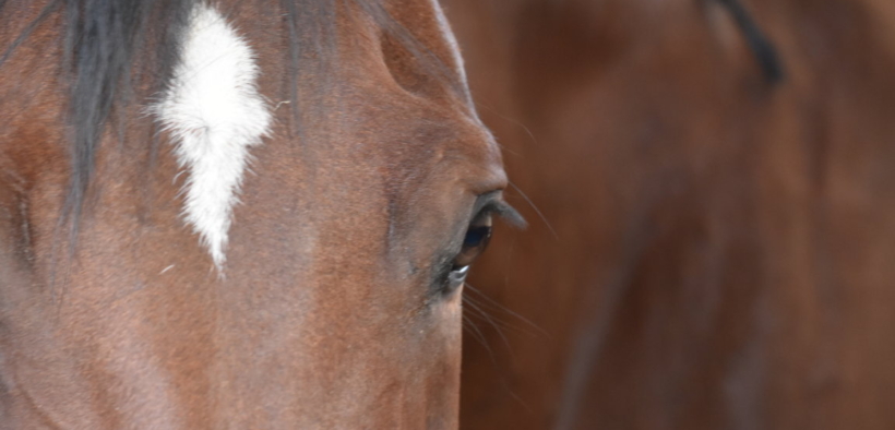 EHV-1: il Sunshine Tour risponde alle accuse di mala gestione presentate dalla svedese Annika Axelsson