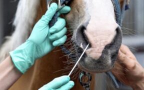 EHV-1 Italia, ultimi aggiornamenti sui casi ufficiali (28 aprile) 3