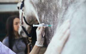 FEI/EHV-1: cavallo tracciato, mezzo salvato