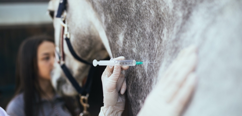 FEI/EHV-1: cavallo tracciato, mezzo salvato