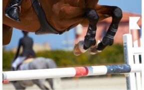 FEI informa, istituito il Fondo di soccorso EHV