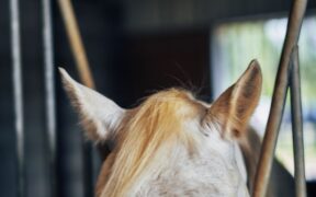 La UE non prevede aiuti agli Stati membri colpiti dai focolai di rinopolmonite