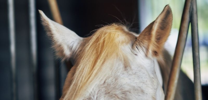 La UE non prevede aiuti agli Stati membri colpiti dai focolai di rinopolmonite