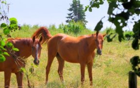 Nascita di un innovativo progetto: Horse Green Experience