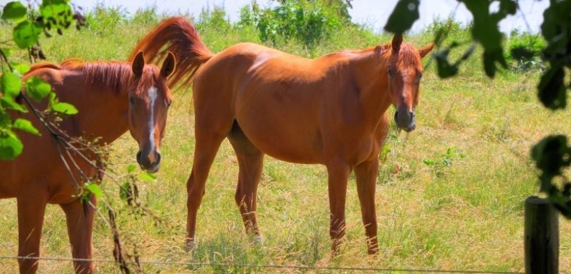 Nascita di un innovativo progetto: Horse Green Experience