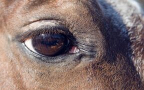 Sospetto EHV-1 di Busto Arsizio, ecco il Comunicato della Direzione sanitaria della clinica