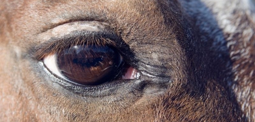 Sospetto EHV-1 di Busto Arsizio, ecco il Comunicato della Direzione sanitaria della clinica