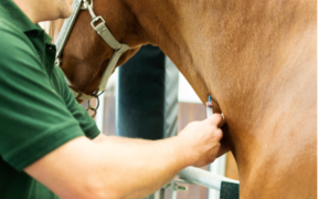 EHV-1, aggiornamenti FEI: positivi a Opglabbeek e in Svizzera, transito in Italia 1