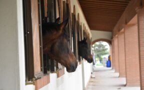 EHV-1, FEI informa: diverse positività post CDI di Ornago