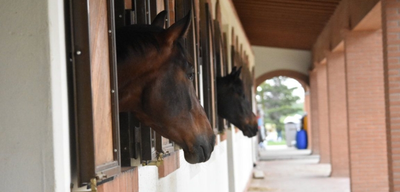 EHV-1, FEI informa: diverse positività post CDI di Ornago