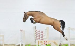 PSI Online: 120.000 euro per il 4 anni Action Blue