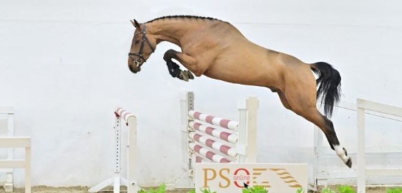 PSI Online: 120.000 euro per il 4 anni Action Blue