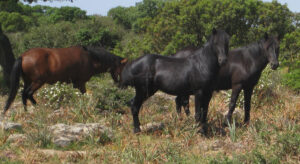 Selvaggio o selvatico? Ecco le principali razze di cavalli allo stato brado nel mondo