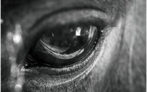 Ugo Carrozzo ed altri veterinari promotori di chiarezza su EHV / Caso Etrea