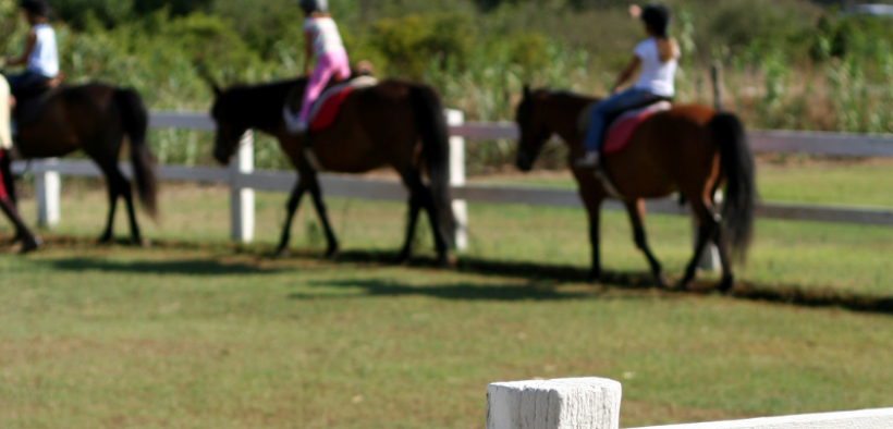 Il caso giuridico: (salatamente) responsabile il Centro Ippico per l'incidente di un principiante
