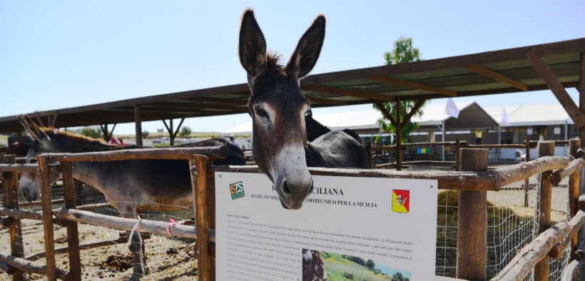 Bozza automatica 121