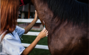 Bozza automatica 137