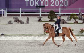 Bozza automatica 181