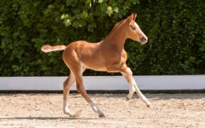 Venduta per 83.000 € la sorella uterina di Tobago Z